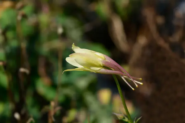 stock image Columbine yellow flower - Latin name - Aquilegia Earlybird Yellow