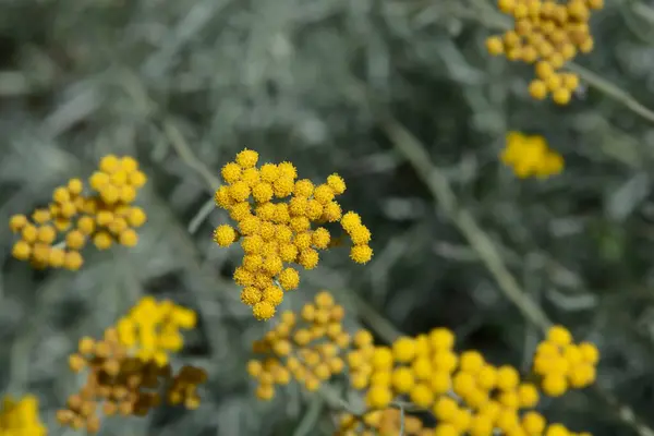 stock image Italian everlasting yellow flowers - Latin name - Helichrysum italicum