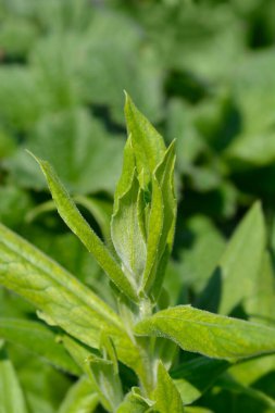 Dağ çiçeği yaprakları - Latince adı - Centaurea montana