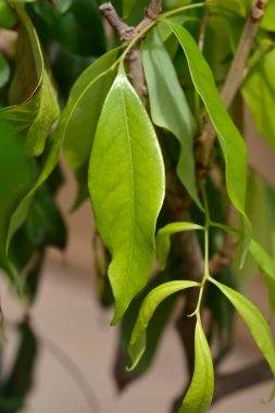 Yapraklı liçi dalı - Latince adı - Litchi chinensis