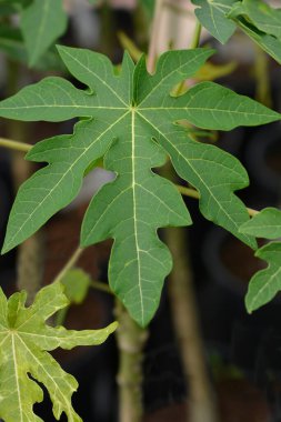 Papaya gidiyor - Latince adı - Carica papaya