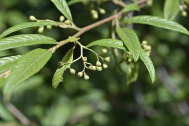 Söğüt ağacı yapraklı, olgunlaşmamış meyveli, Latince adı Cotoneaster salicifolius.