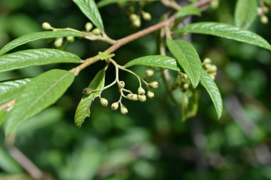 Willow-leaved cotoneaster branch with immature fruit - Latin name - Cotoneaster salicifolius clipart