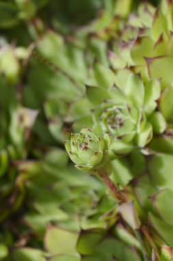 Genel Houseleek Yaprakları - Latince adı - Sempervivum Sektorum