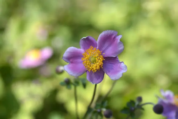 stock image Japanese anemone pink flower - Latin name - Anemone hupehensis var. japonica Prinz Heinrich