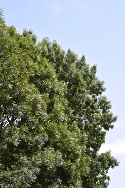 Stock image Common ash branches with green leaves - Latin name - Fraxinus excelsior