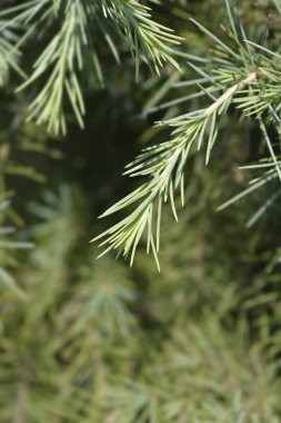 Deodar sedir şubesi - Latince adı - Cedrus deodara