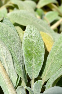 Lambs ears leaves - Latin name - Stachys byzantina Silver Carpet clipart