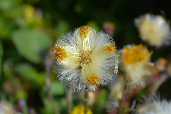 stock image Coltsfoot seed head - Latin name - Tussilago farfara