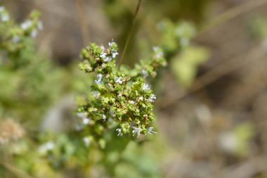 Kış marjoram beyaz çiçekleri - Latince adı - Origanum vulgare subsp. viridulum