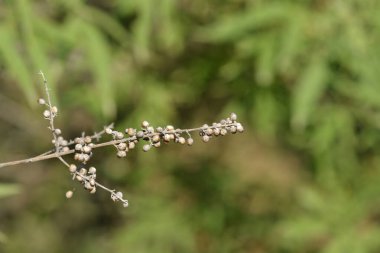 Latince adı Vitex agnus-castus olan kuru tohumlu leylak ağacı dalı