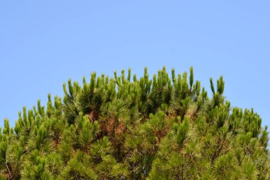 Mavi gökyüzüne karşı İtalyan taş çamı - Latince adı - Pinus pinea
