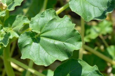 Yaygın şeytan pençesi - Latince adı - Proboscidea louisianica