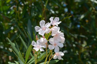 Genel zakkum soluk pembe çiçekler - Latince adı - Nerium oleande