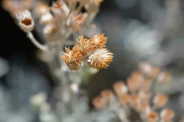 stock image Silver ragwort seed heads - Latin name - Jacobaea maritima