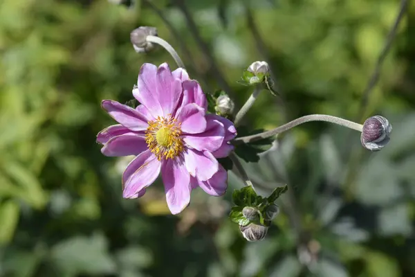 stock image Japanese anemone Queen Charlotte flowers - Latin name - Anemone hybrida Queen Charlotte