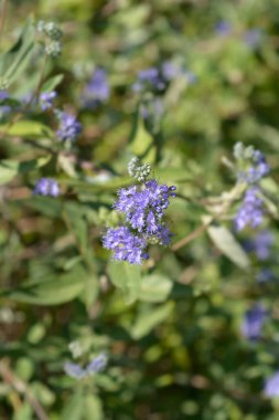 Mavi Sakal Mavi Çiçekler - Latince adı - Caryopteris x Clandonensis