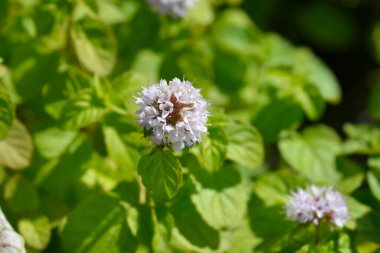 Sahte nane çiçekleri - Latince adı - Mentha rotundifolia