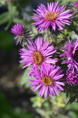 New England aster Vibrant Dome pink flowers - Latin name -  Symphyotrichum novae-angliae Vibrant Dome clipart