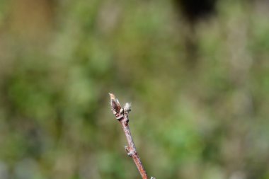 Tomurcukları olan yaban mersini dalı- Latince adı Amelanchier alnifolia Sleyt