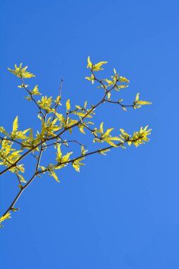 Mavi gökyüzüne karşı yeni yaprakları olan Thornless Bal çekirge dalı- Latince adı Gleditsia triacanthos F. inermis