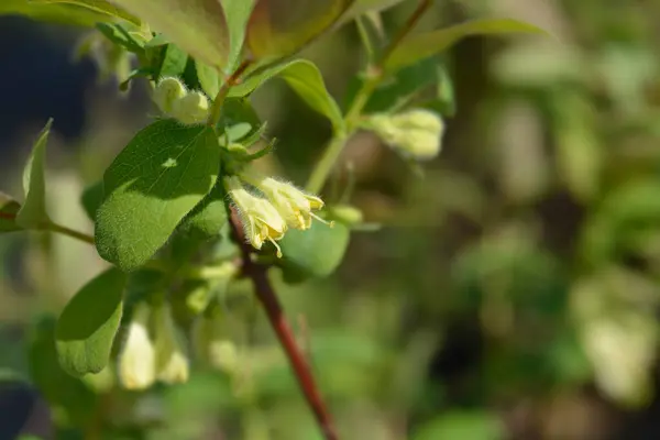 stock image Honeyberry pale yellow flowers - Latin name - Lonicera caerulea Aurora