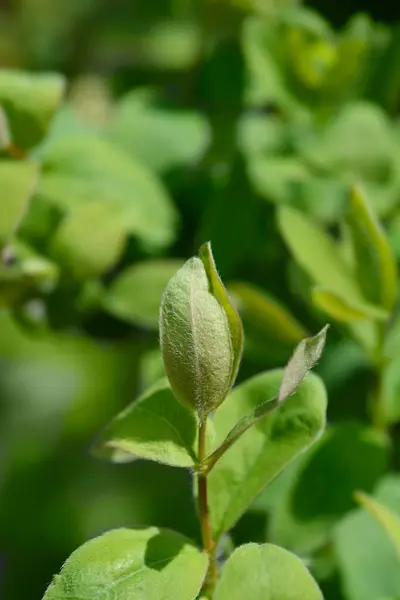 stock image Honeyberry leaves - Latin name - Lonicera caerulea Auror