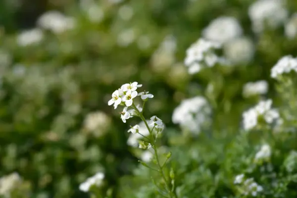 stock image Chamois cress white flowers - Latin name - Hornungia alpina