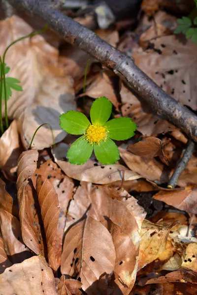 stock image Dwarf masterwort flower - Latin name - Hacquetia epipactis