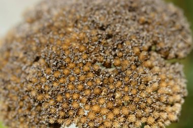 Yarrow tohumları - Latince adı Achillea filisardulina