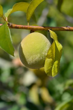 Olgunlaşmamış meyveli şeftali dalı - Latince adı - Prunus persica