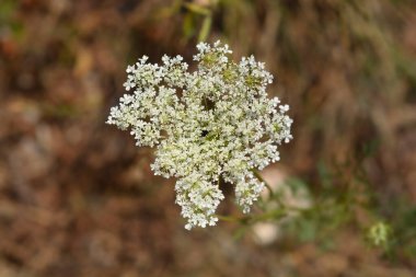 Yabani havuç çiçek - Latince adı - Daucus carota