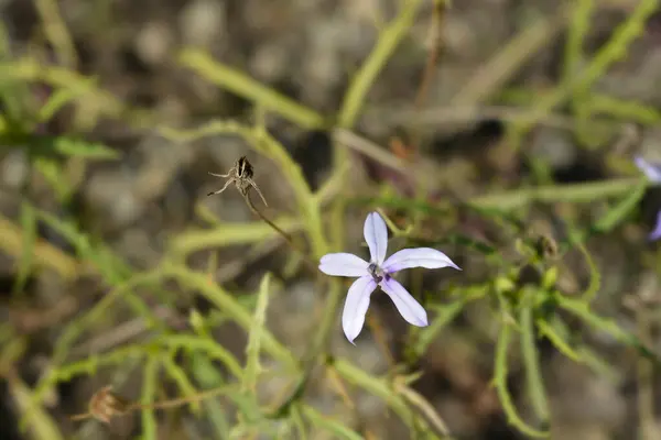 stock image Rock isotome flowers - Latin name - Isotoma axillaris