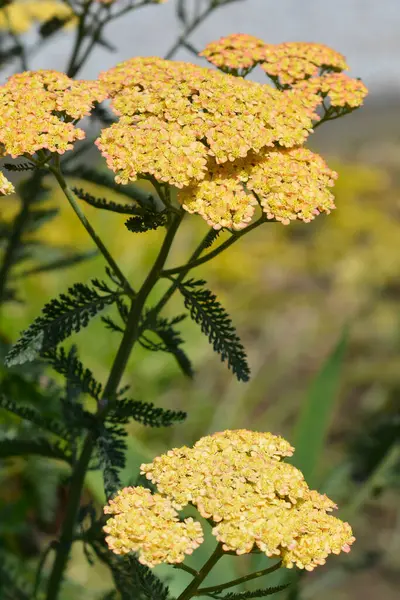 Stock image Common Yarrow yellow orange flowers - Latin name - Achillea millefolium Terracotta