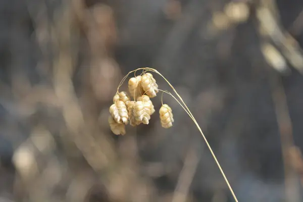 stock image Large quaking grass seeds - Latin name - Briza maxima