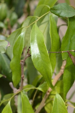Yapraklı liçi dalı - Latince adı - Litchi chinensis