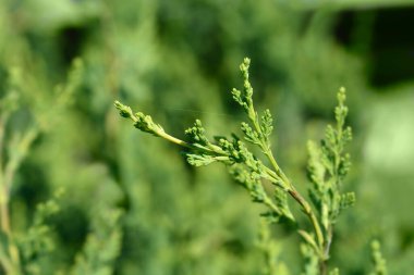 Lawsons Cypress - Latince adı Chamaecyparis lawsoniana Wisselii