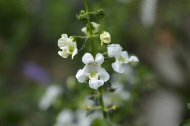 Yaz aslanağzı beyaz çiçekleri - Latince adı - Angelonia melezleri