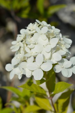 Paniculate hydrangea white flowers - Latin name - Hydrangea paniculata Limelight clipart