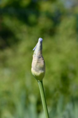 Uzun sakallı süsen çiçeği tomurcuğu - Latince adı Iris barbata elatior Blue Sapphire