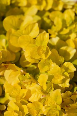 Altın Sürünen Jenny Latince adı Lysimachia nummularia Aurea