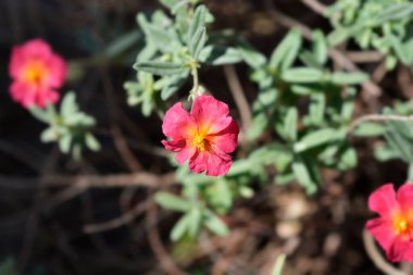 Kaya gülü Ateş Ejderhası - Latince adı - Helianthemum Ateş Ejderhası