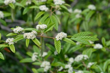 Beyaz çiçekli söğüt ağacı dalı - Latince adı - Cotoneaster salicifolius