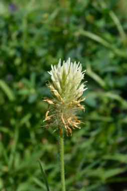 Hungarian clover white flower - Latin name - Trifolium pannonicum clipart