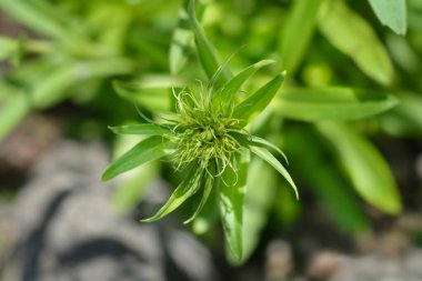 Tatlı William çiçekleri - Latince adı - Dianthus Barbatus