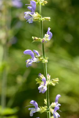 Indigo Ormanı adaçayı çiçeği - Latince adı - Salvia forskaolii