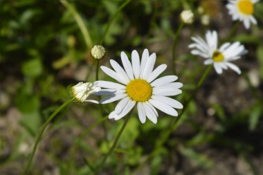Testere ile bırakılmış ay papatyası - Latince adı - Leucanthemum adustum