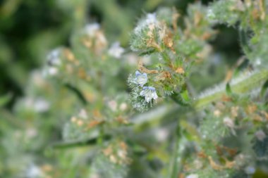 Italian bugloss flowers - Latin name - Echium italicum clipart