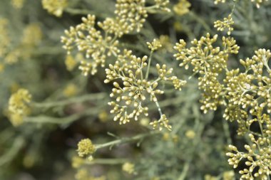 İtalyan sarı çiçek tomurcukları - Latince adı - Helichrysum italicum