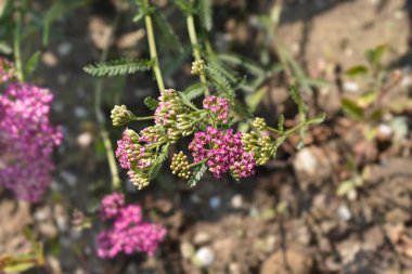 Pembe Yarrow çiçekleri - Latince adı - Achillea millefolium